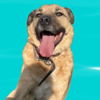 джипсидог 🧡