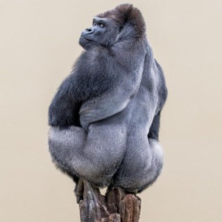 Клуб любителей обезьян