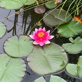 Жизнь пруда