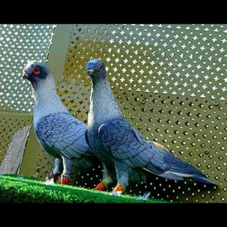 Jiydakapa Kabutarlari