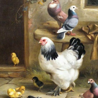 🐓 G'ALLAOROL TOVUQ BOZORI 🐔🐣