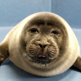 𝕛𝕠𝕤𝕜𝕚𝕚