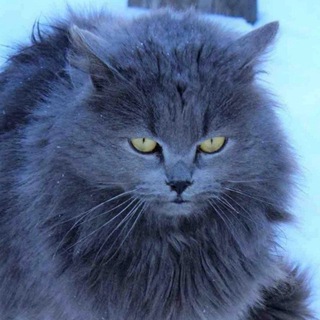 Смешные видео кошки и собаки🐶🐱