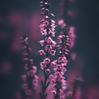 ветер над вереском