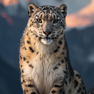 Джунгли и их обитатели