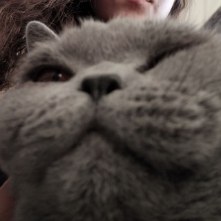 🌺• raf house •🌺