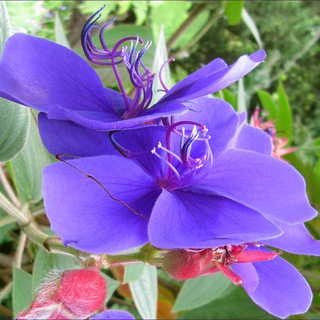 🌷ЦветыВот™₇₂ 🦠Тюмени🌼Цветы-экзоты