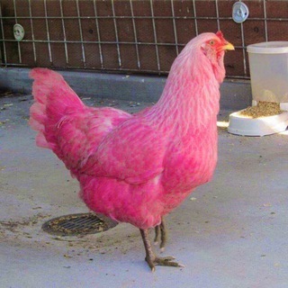 куриный кабачок