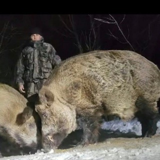 Кабан Фунтик