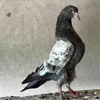 ANDIJON ZOTLI KABUTAR ISHQIVOZLARI