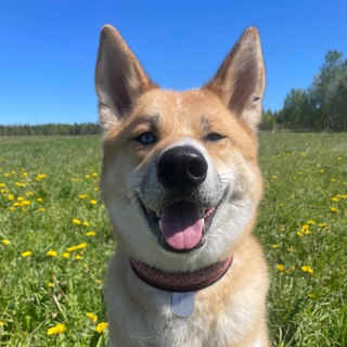 Кайоши/Истории самурая