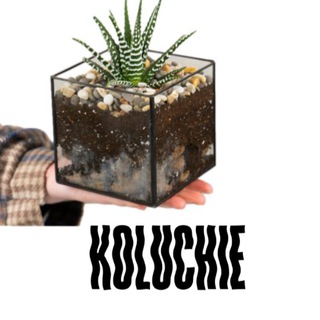 KOLUCHIE | Живые кактусы