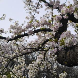 隠れ場・Kakureba