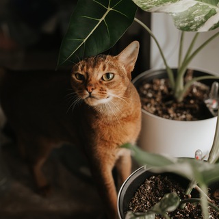 Фиби в джунглях