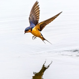 Калантийская ласточка