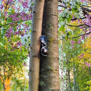 Калужница |