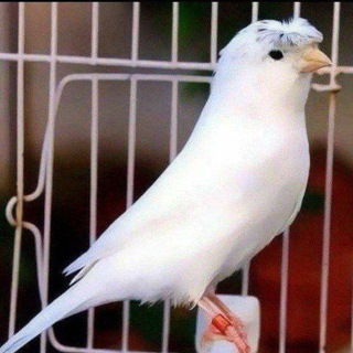 O'zbekiston respublikasi Toshken shahar sayroqi qushlar SAIDQODIR klubi