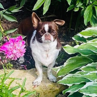 каннские псы