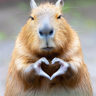 Капиба́рыня