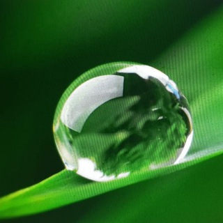 Капли нектара