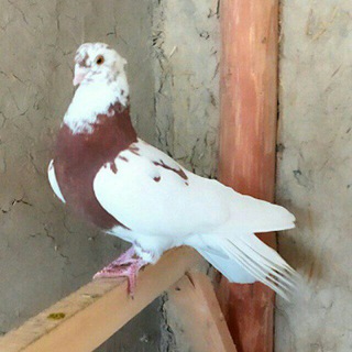 Qoqon uchkoprik kaptarlari