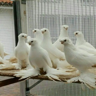 SHAHRIXON BO'Z ASAKA ANDIJON KAPTAR BOZORI