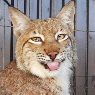 Рысиные будни