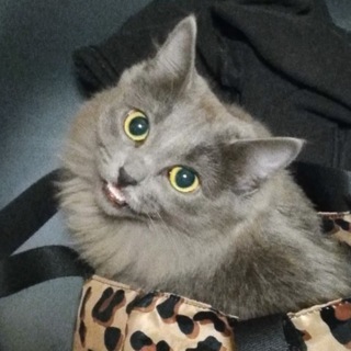 Катя и каша: заметки