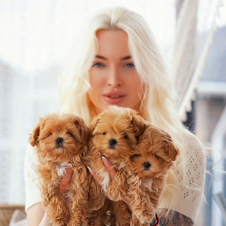 Мальтипу , померанский шпиц Maltipoo Pomeranian Kate