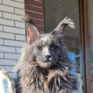 Katrin Style*Ru Cattery