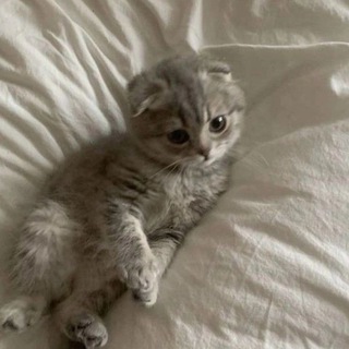 Милые котики | Картинки с котиками