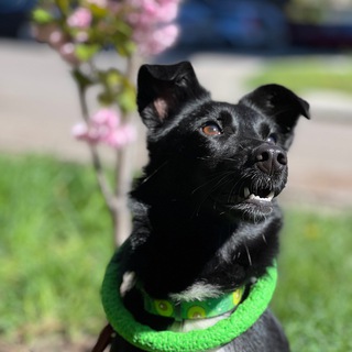 Чушь собачья👏