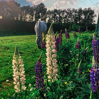🐎Конный Двор «Савраска»🐎