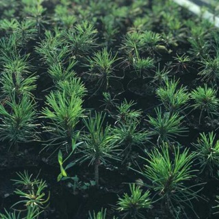 Кедровый питомник Хотьково.