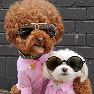 😻КешМяу😻