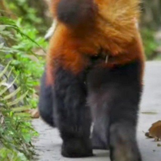 Пандовый Лес