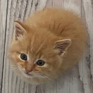 Фанклуб рыжих жоп.