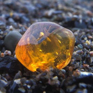 Калининград Трэвел