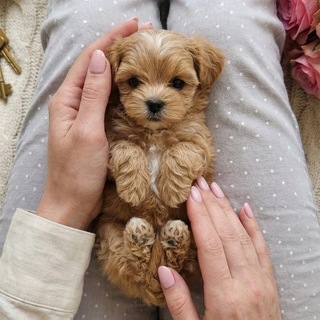 Мальтипу щенки | Пудель Тедди | MALTIPOO.VIP