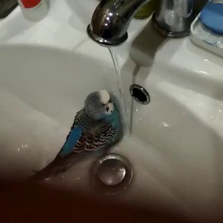 Волнистый попугай Кеша