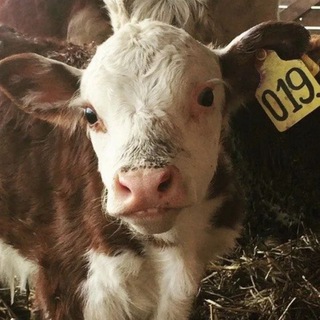 КФХ «Герефорд»