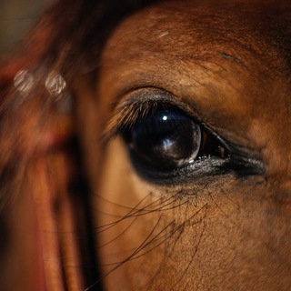 Конный двор «Эвелина» Здесь живут воспоминания!