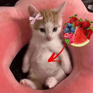 Хроники Hëlge(рыбачим вместе)🧿🦦