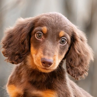 Таксы Кинчвиль / Kennel Kinchville