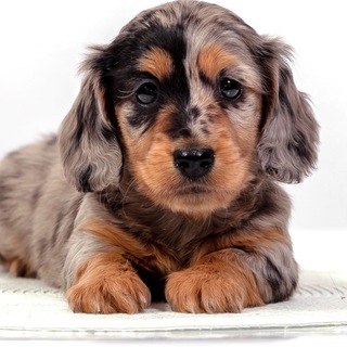 Щенки таксы, п-к Кинчвиль