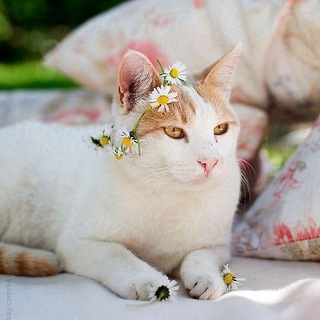 Добрые коты