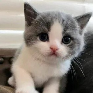 Добрые лапки | Смешные животные и факты