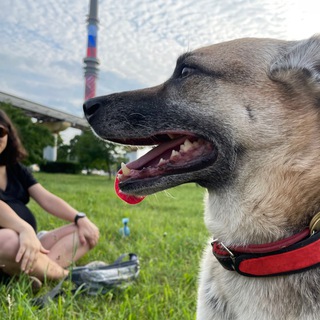 (K&K) Kira & Kroshka supersobaki