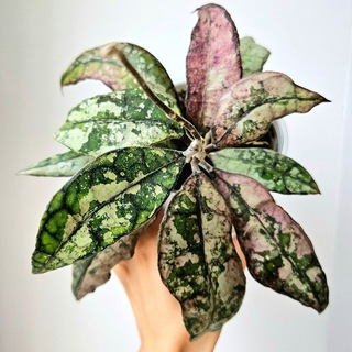 KiriRepublic ✂️ поделюсь