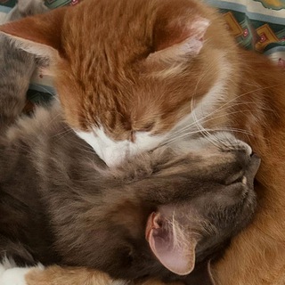 Киса и Хомса Каждый День